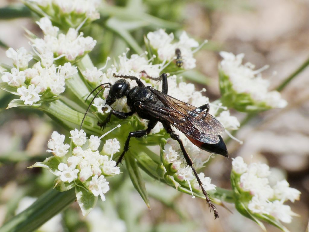 Quale Sphex? No. femmina di Palmodes occitanicus